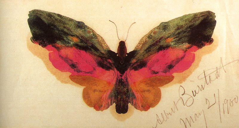 Albert Bierstadt Butterfly oil painting picture